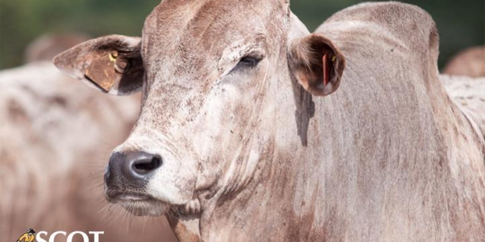 Pressão diminui, mas viés ainda é baixista no mercado do boi gordo Pressão diminui, mas viés ainda é baixista no mercado do boi gordo