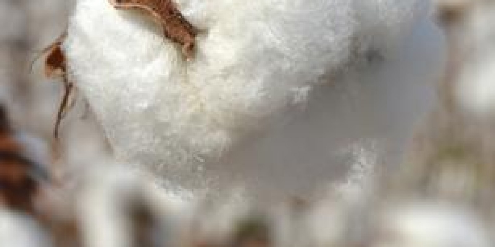 Minas inicia hoje o período do vazio sanitário para o feijão e o algodão 