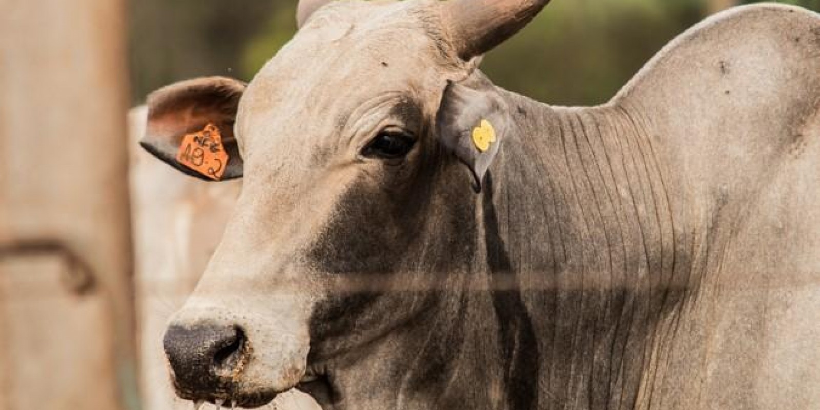 Os preços da arroba subiram R$21,50 desde o final do julho, em São Paulo Os preços da arroba subiram R$21,50 desde o final do julho, em São Paulo