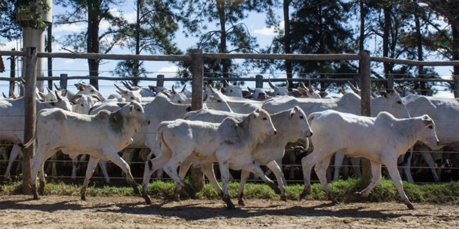 Boi: Baixa oferta e demanda enfraquecida deixam o mercado de reposição travado Boi: Baixa oferta e demanda enfraquecida deixam o mercado de reposição travado