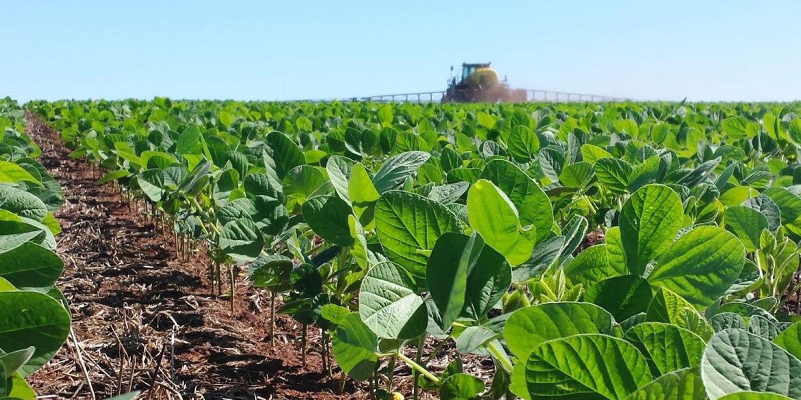 Soja tem manhã de estabilidade em Chicago nesta 2ª após boa alta da última semana Soja tem manhã de estabilidade em Chicago nesta 2ª após boa alta da última semana