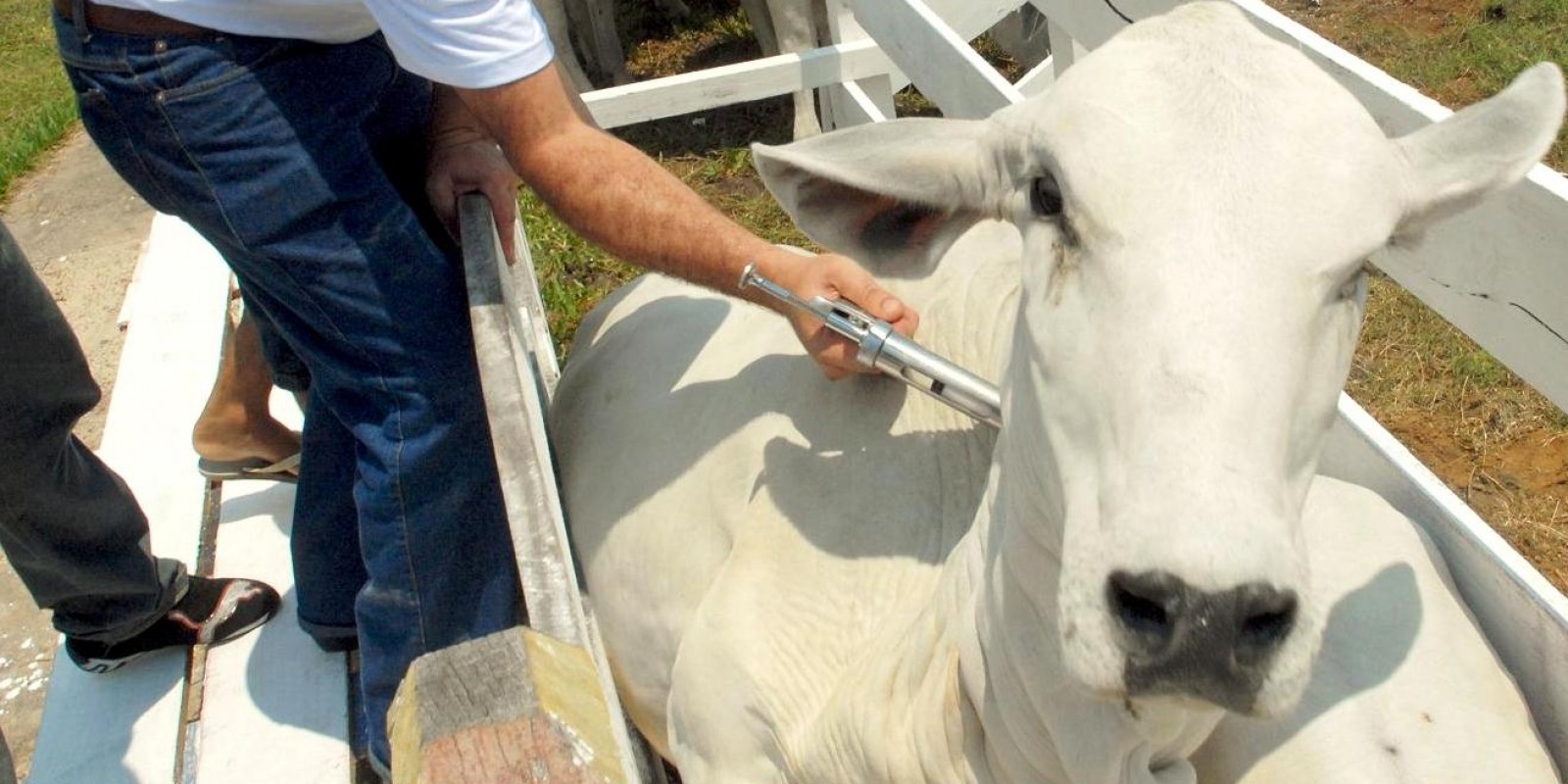Vacinação de gado: tire dúvidas sobre agulhas e aplicação de outros medicamentos