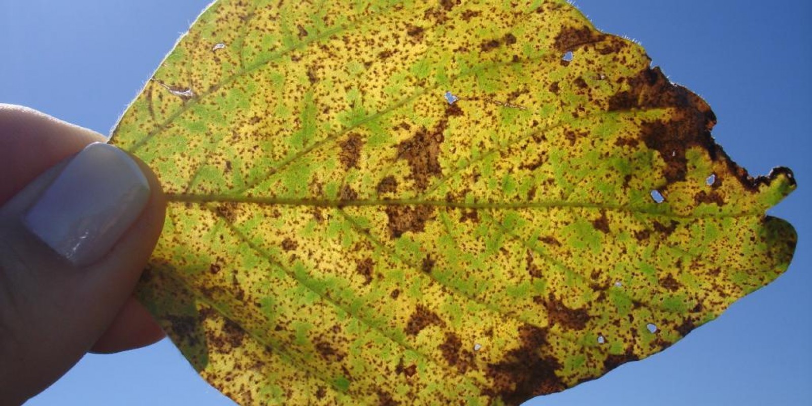 Ferrugem asiática: novo foco da doença foi confirmado em Minas Gerais Ferrugem asiática: novo foco da doença foi confirmado em Minas Gerais