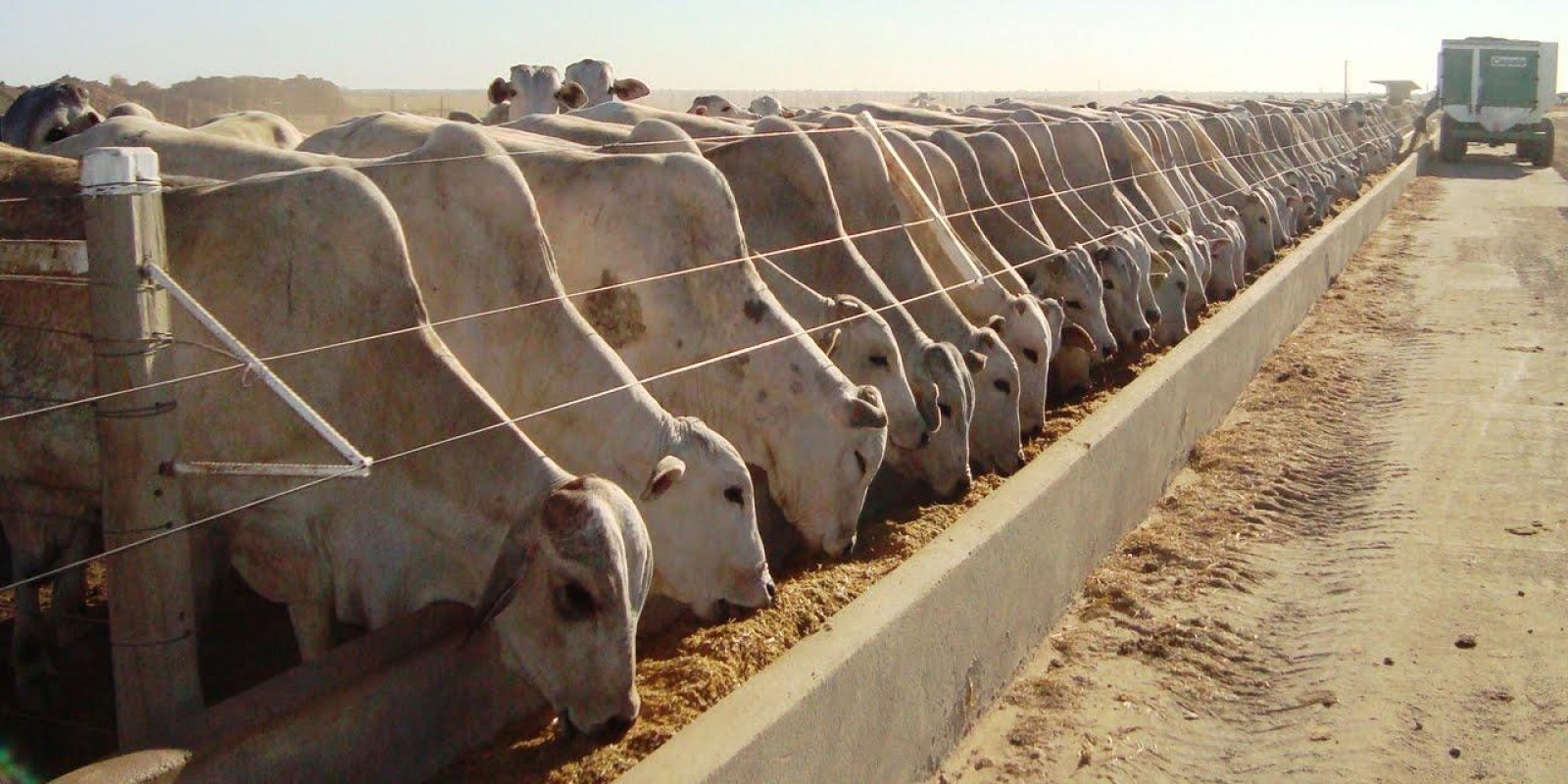 Agropecuária intensiva é tão sustentável quanto floresta nativa, aponta pesquisa Agropecuária intensiva é tão sustentável quanto floresta nativa, aponta pesquisa