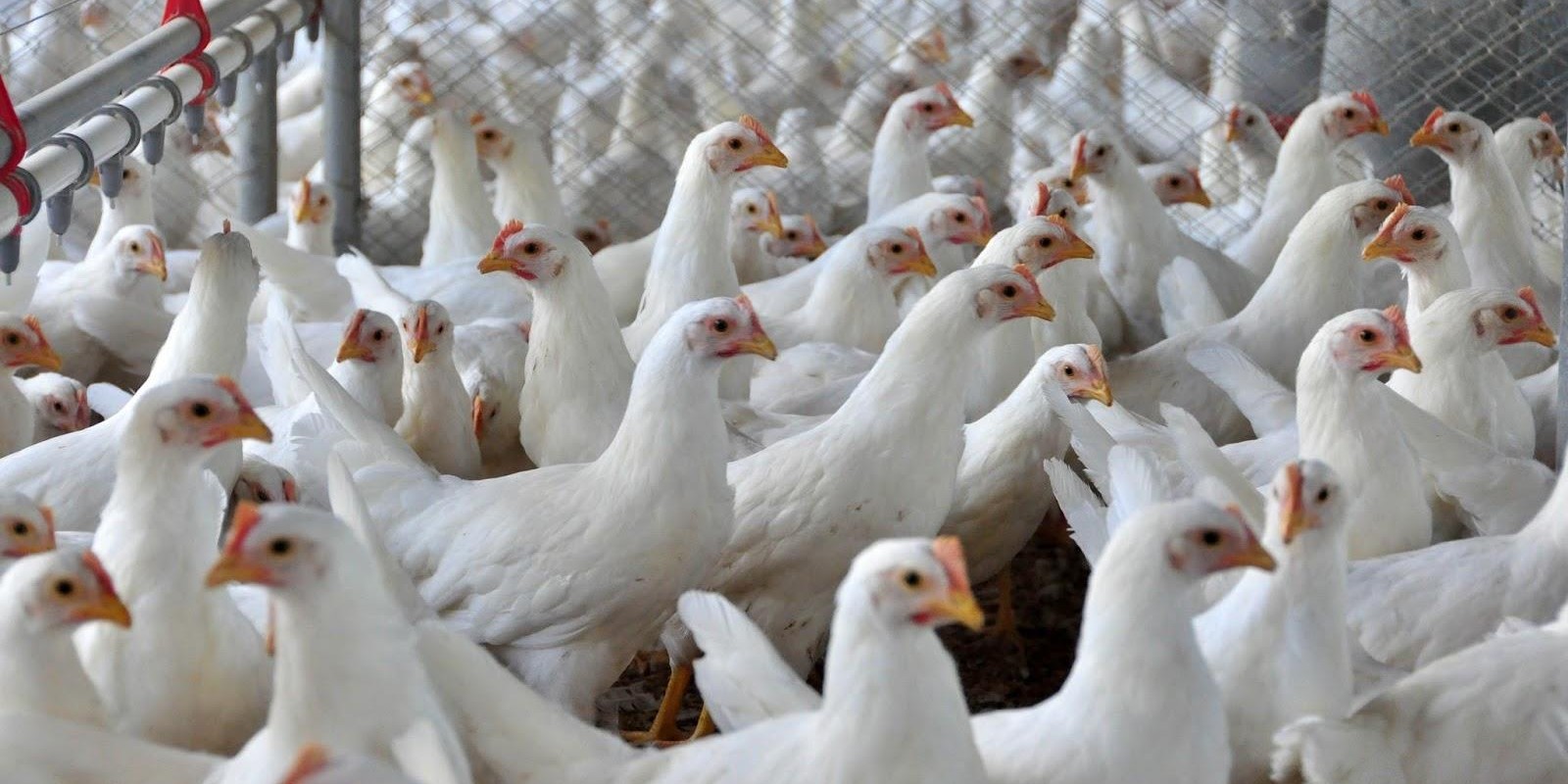 Como vivem as aves sem antibióticos?