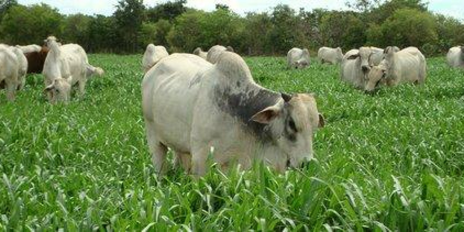 JBS devolverá diferença de alíquota do Funrural para mais de 4 mil pecuaristas JBS devolverá diferença de alíquota do Funrural para mais de 4 mil pecuaristas