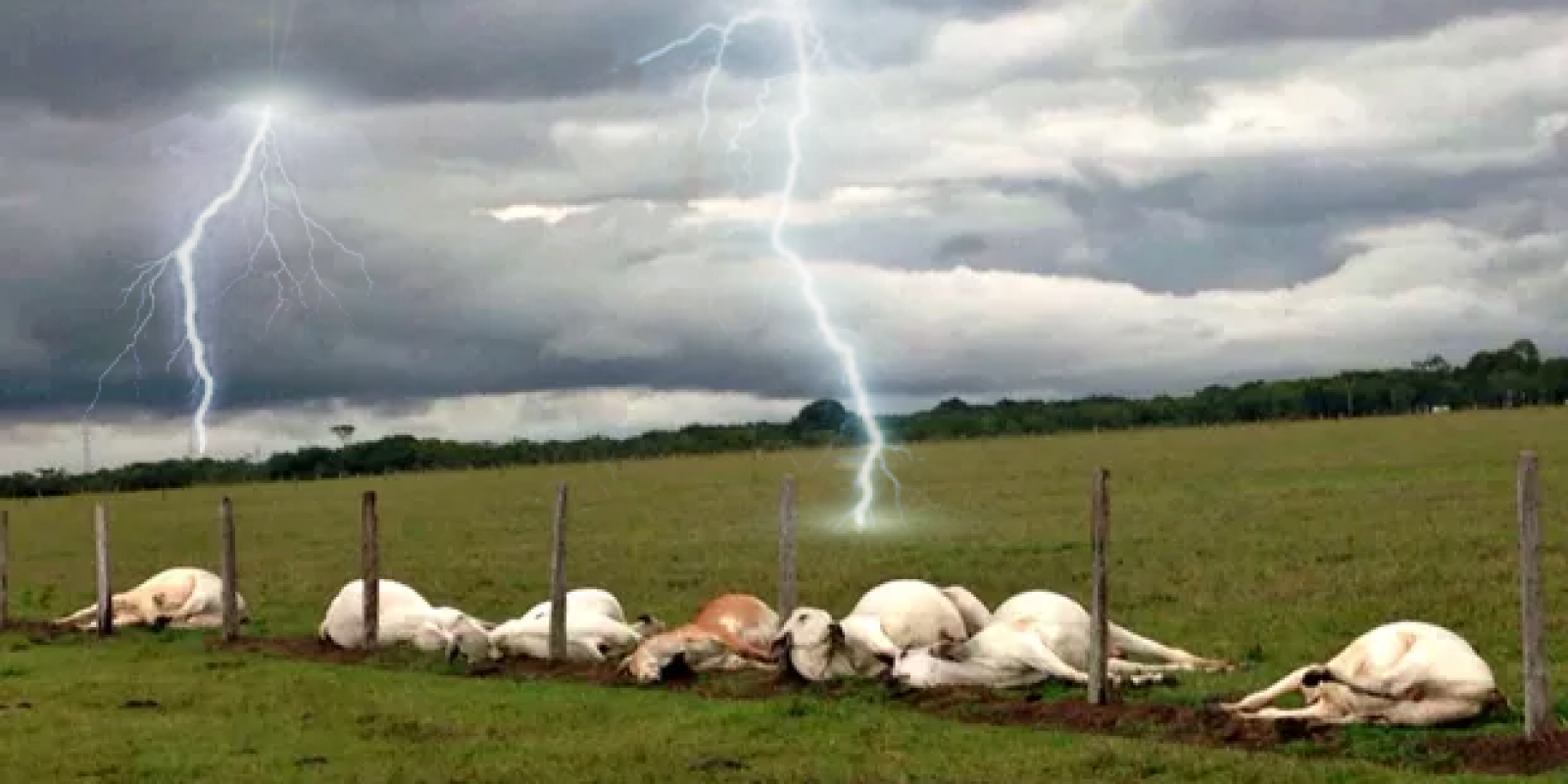 Raios estão matando gado no Brasil; saiba como evitar