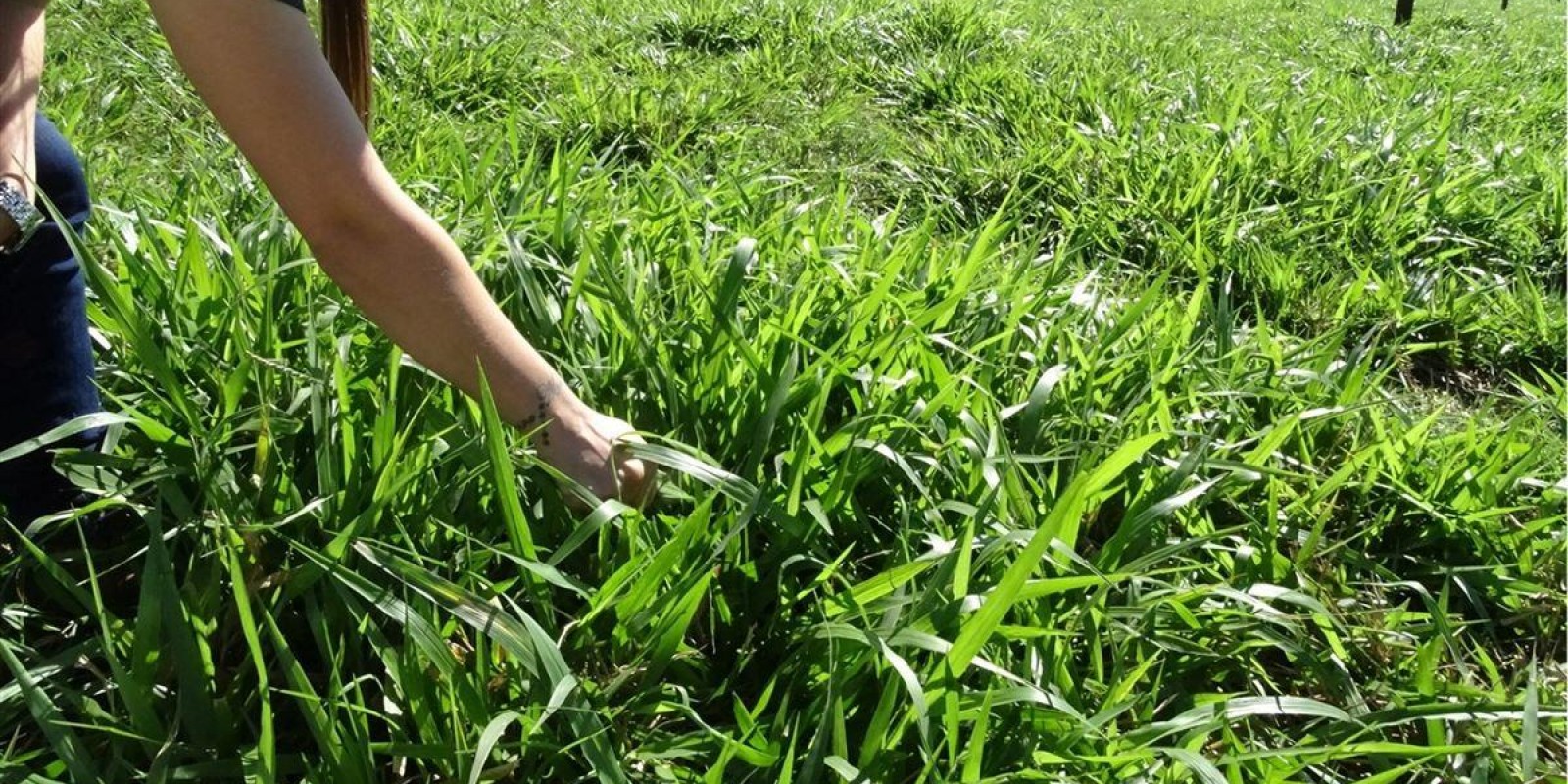 Se a nutrição das pastagens fosse uma casa, qual seria o seu alicerce? Se a nutrição das pastagens fosse uma casa, qual seria o seu alicerce?