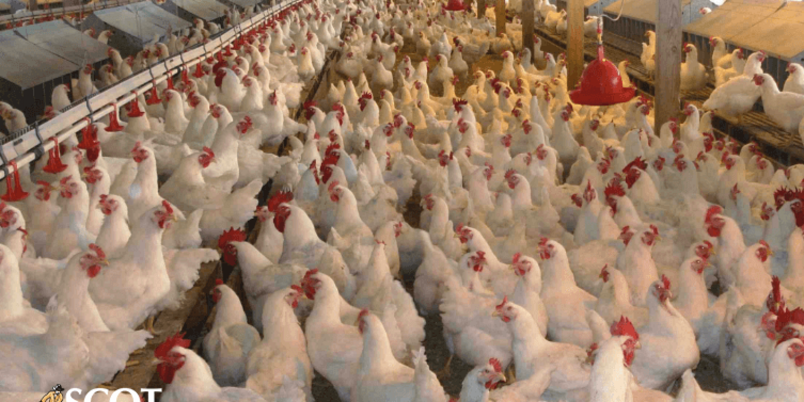 Demanda fraca pressiona preços do frango no atacado