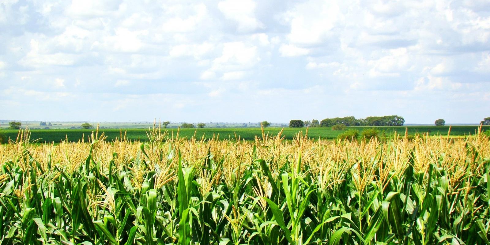 Plantio de milho safrinha salta no Paraná com tempo seco e colheita de soja, mas segue atrasado Plantio de milho safrinha salta no Paraná com tempo seco e colheita de soja, mas segue atrasado