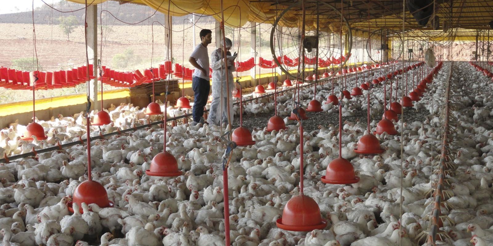 Prazo para registro de granjas avícolas em Minas termina em 3 de março