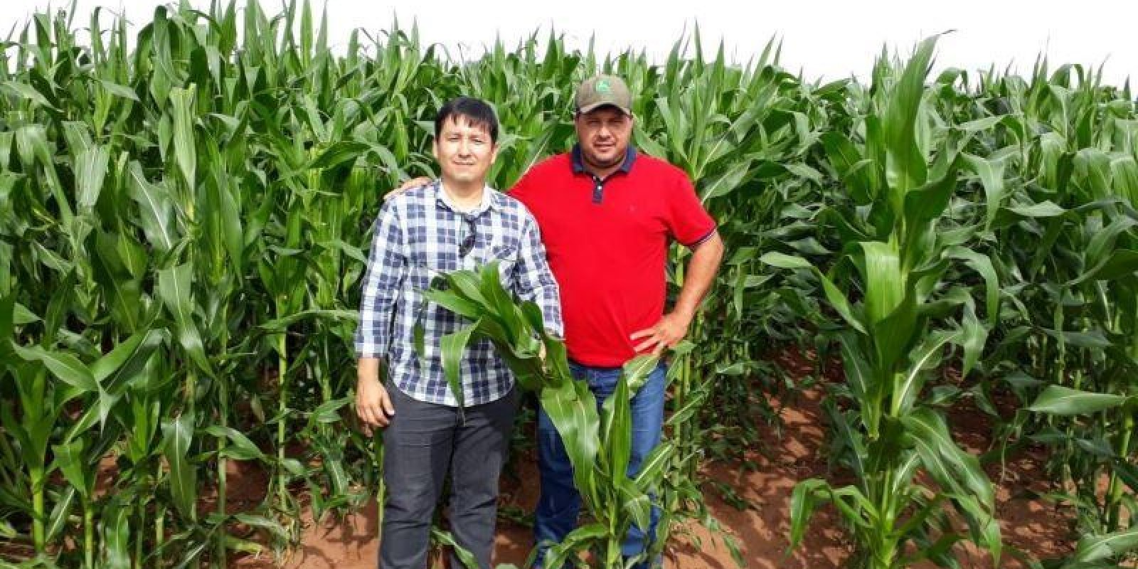UFTM e Sindicato Rural abrem caminho para a produção de milho em Iturama