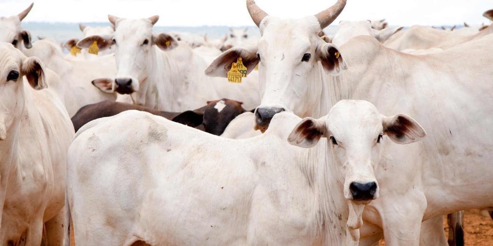 No dia mundial de luta contra a tuberculose, IMA alerta produtores para a importância do controle do doença nos bovinos
