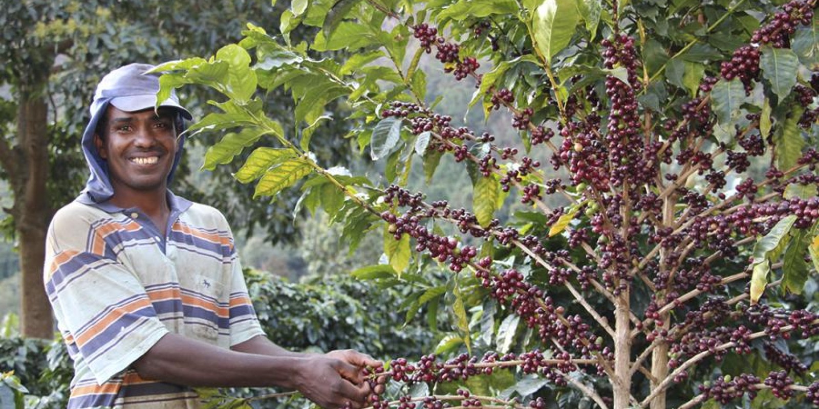 Circuito Mineiro de Cafeicultura deste ano destaca práticas agroecológicas 