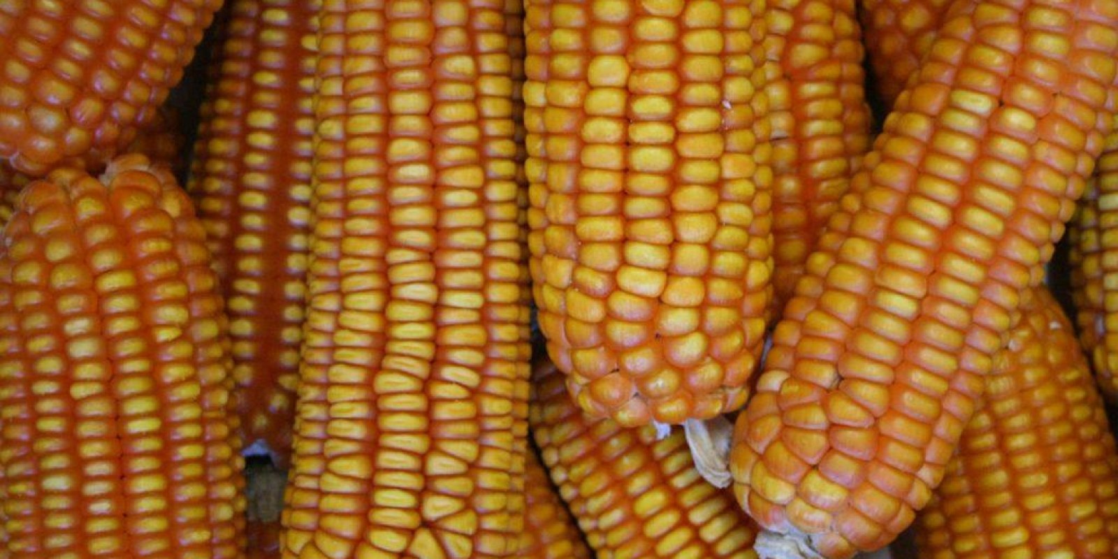 Quais são os fatores que estão impactando o preço do milho em 2018?