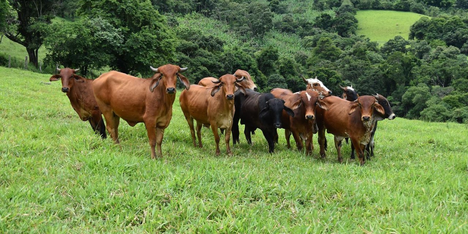 Vacinação de bovinos e búfalos contra a febre aftosa em MG começa na próxima terça, 1º de maio