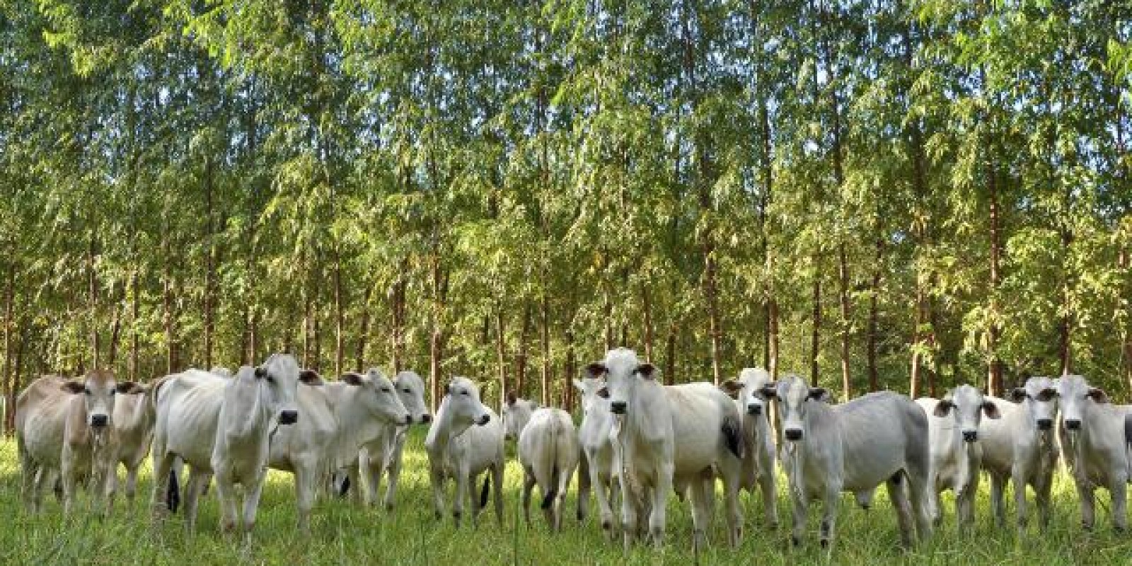 Plataforma da Embrapa facilitará o financiamento de projetos de integração Plataforma da Embrapa facilitará o financiamento de projetos de integração