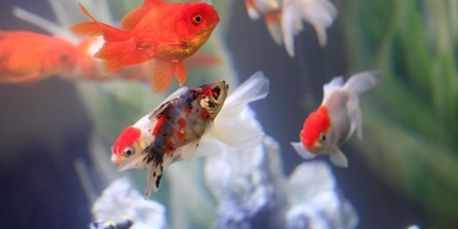 O universo da aquacultura na 58ª Exposição Estadual Agropecuária  O universo da aquacultura na 58ª Exposição Estadual Agropecuária