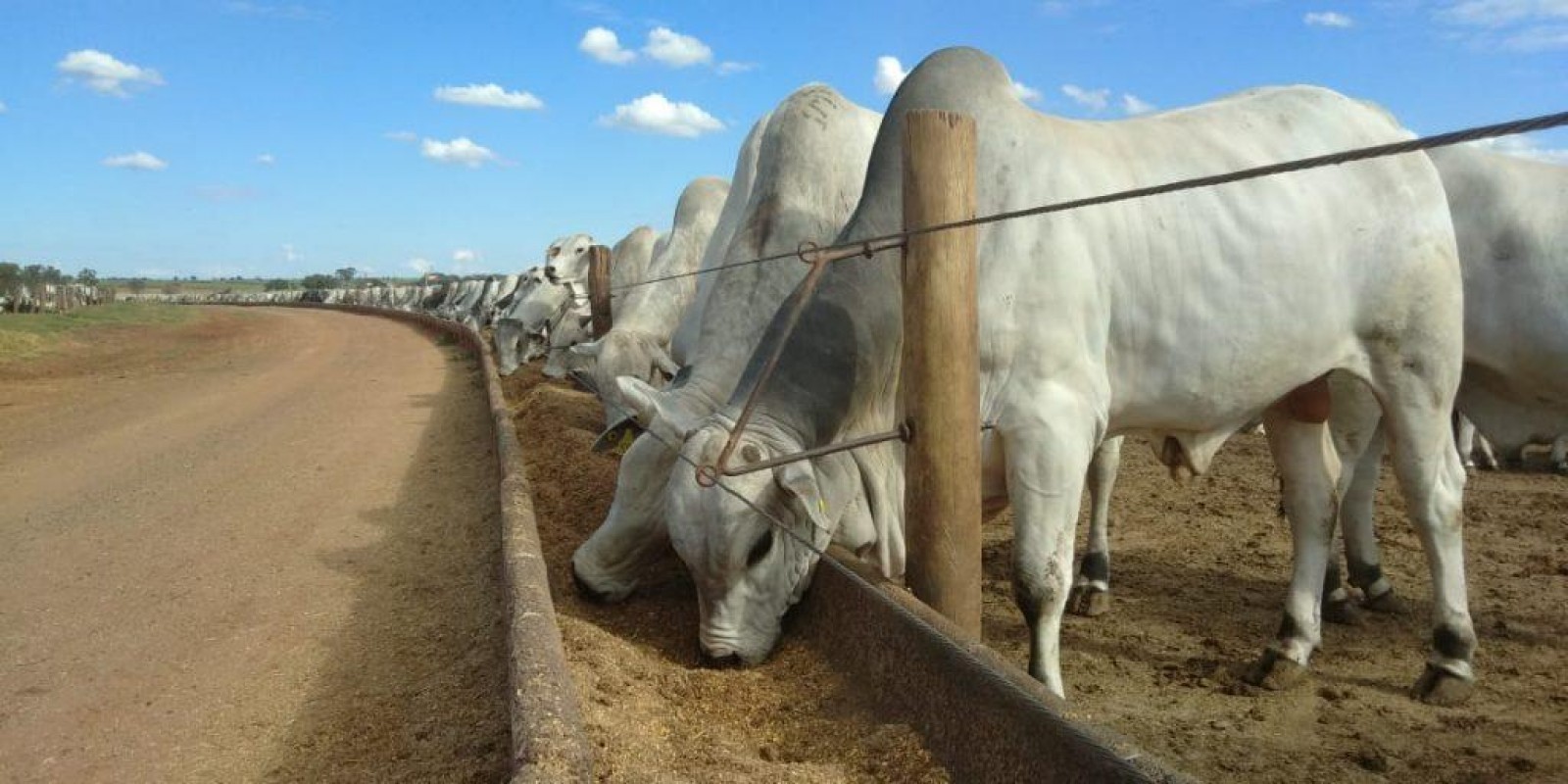 Cinco vantagens para o pecuarista que engorda seu gado em boitel Cinco vantagens para o pecuarista que engorda seu gado em boitel