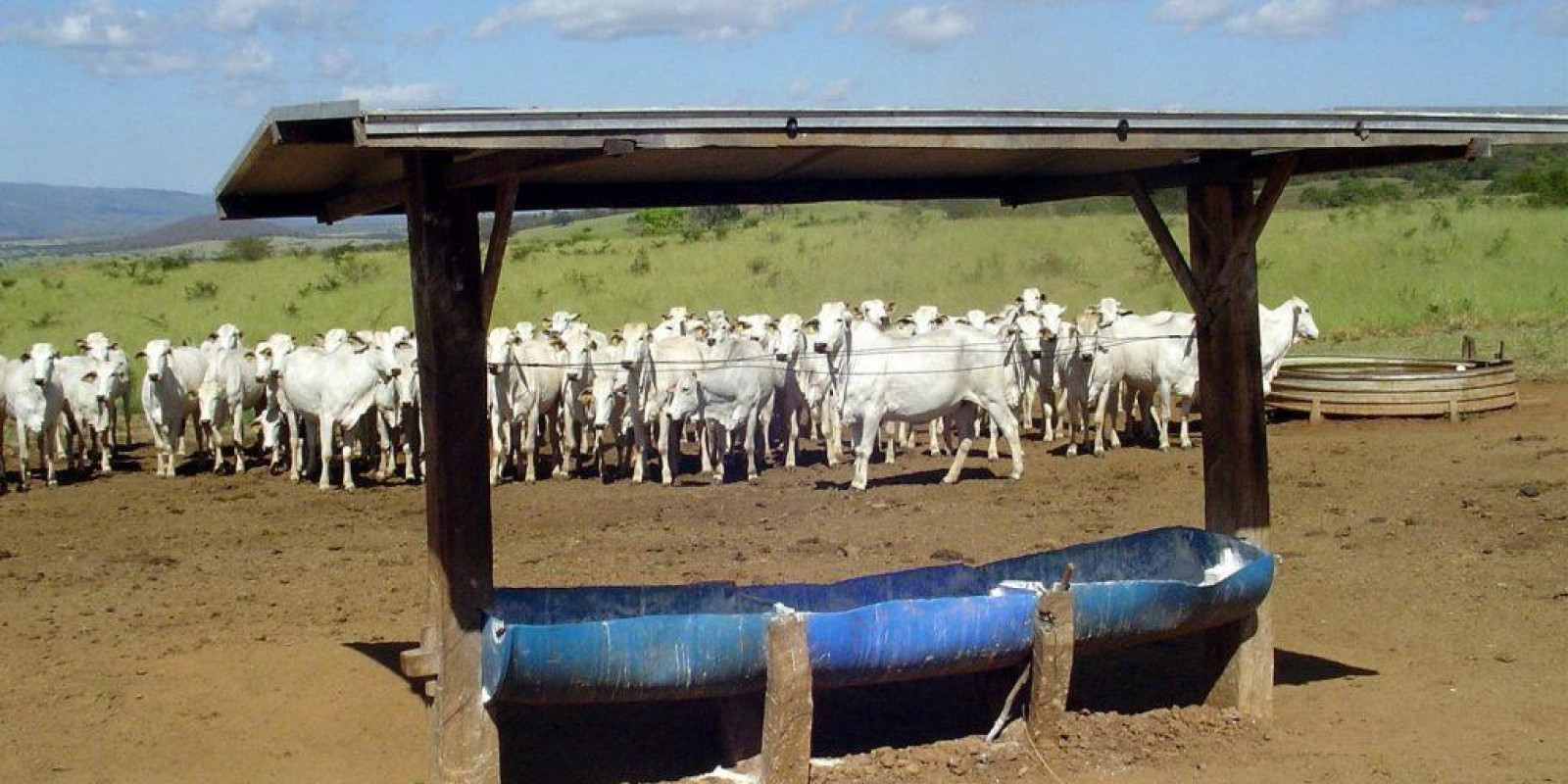 Preço do sal mineral pode subir em mais de 15% com fechamento de fábricas de ureia Preço do sal mineral pode subir em mais de 15% com fechamento de fábricas de ureia