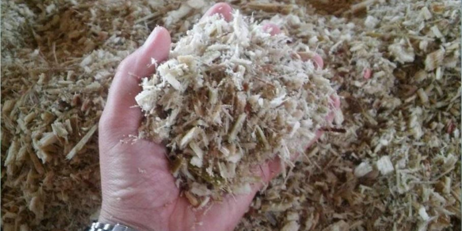 Quando é vantajoso incluir o bagaço de cana na dieta do confinamento? Quando é vantajoso incluir o bagaço de cana na dieta do confinamento?