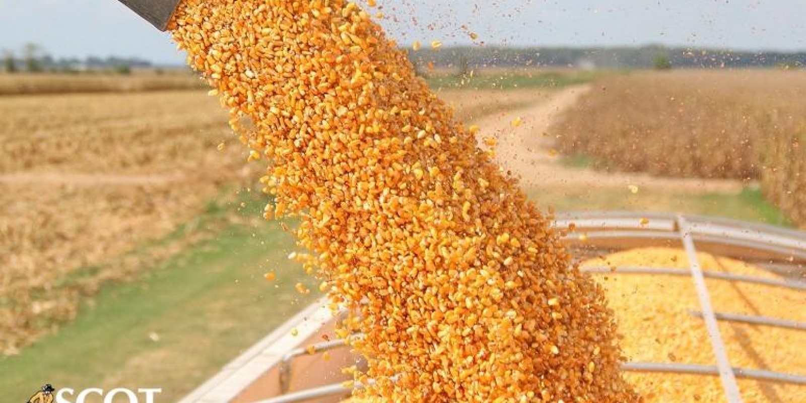 Exportação de milho ganha força, mas segue abaixo na comparação anual Exportação de milho ganha força, mas segue abaixo na comparação anual