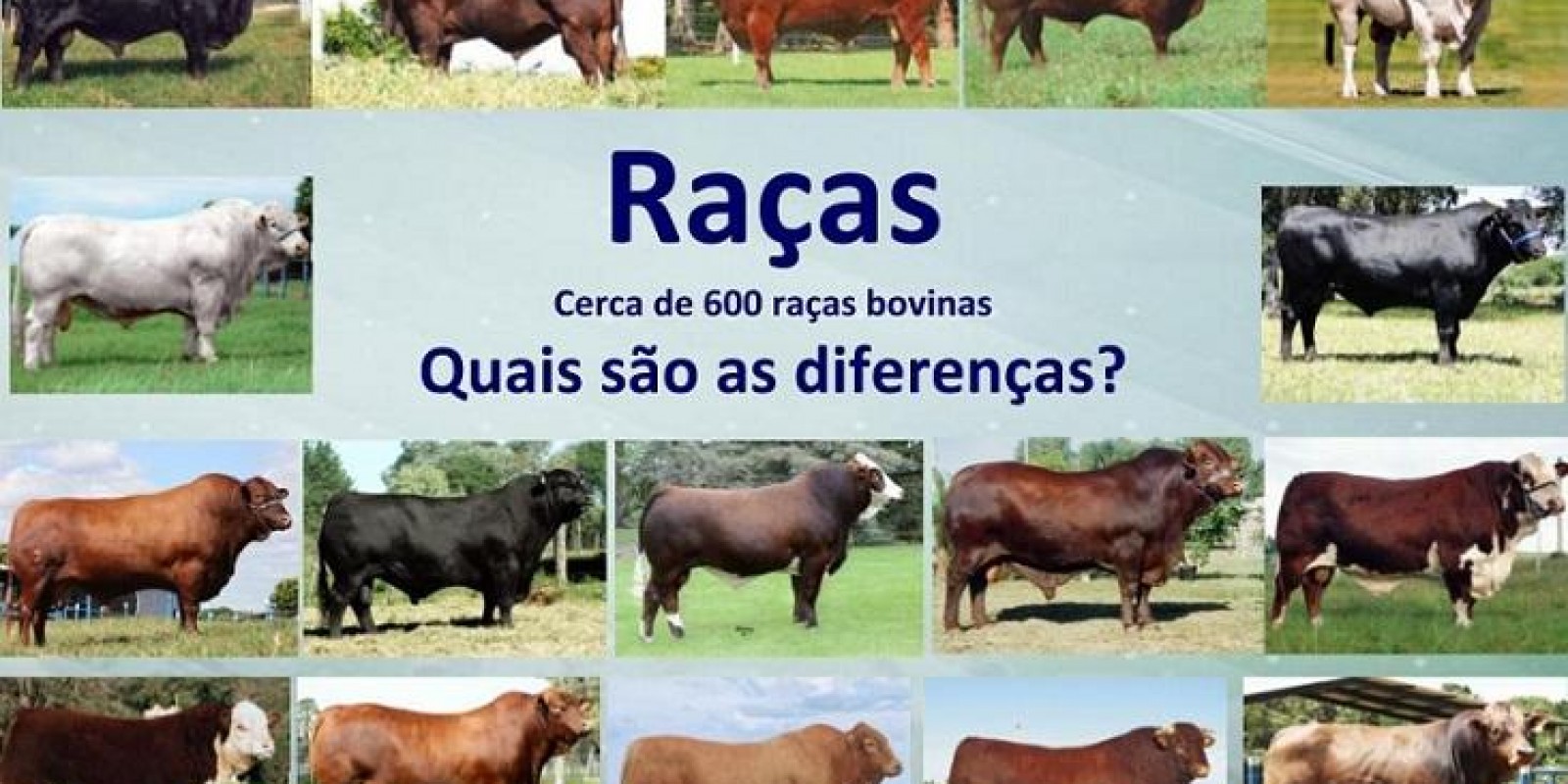 Nenhuma raça sozinha vai resolver todos os problemas da pecuária, afirma especialista Nenhuma raça sozinha vai resolver todos os problemas da pecuária, afirma especialista