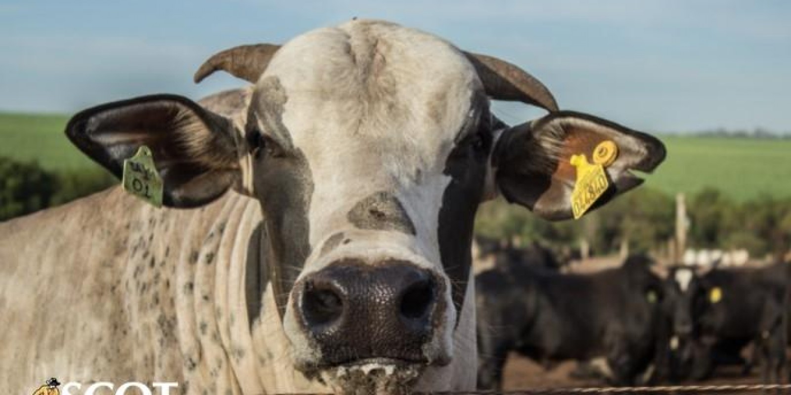 Fim de imposto pode colaborar com aumento da exportação de couro Fim de imposto pode colaborar com aumento da exportação de couro