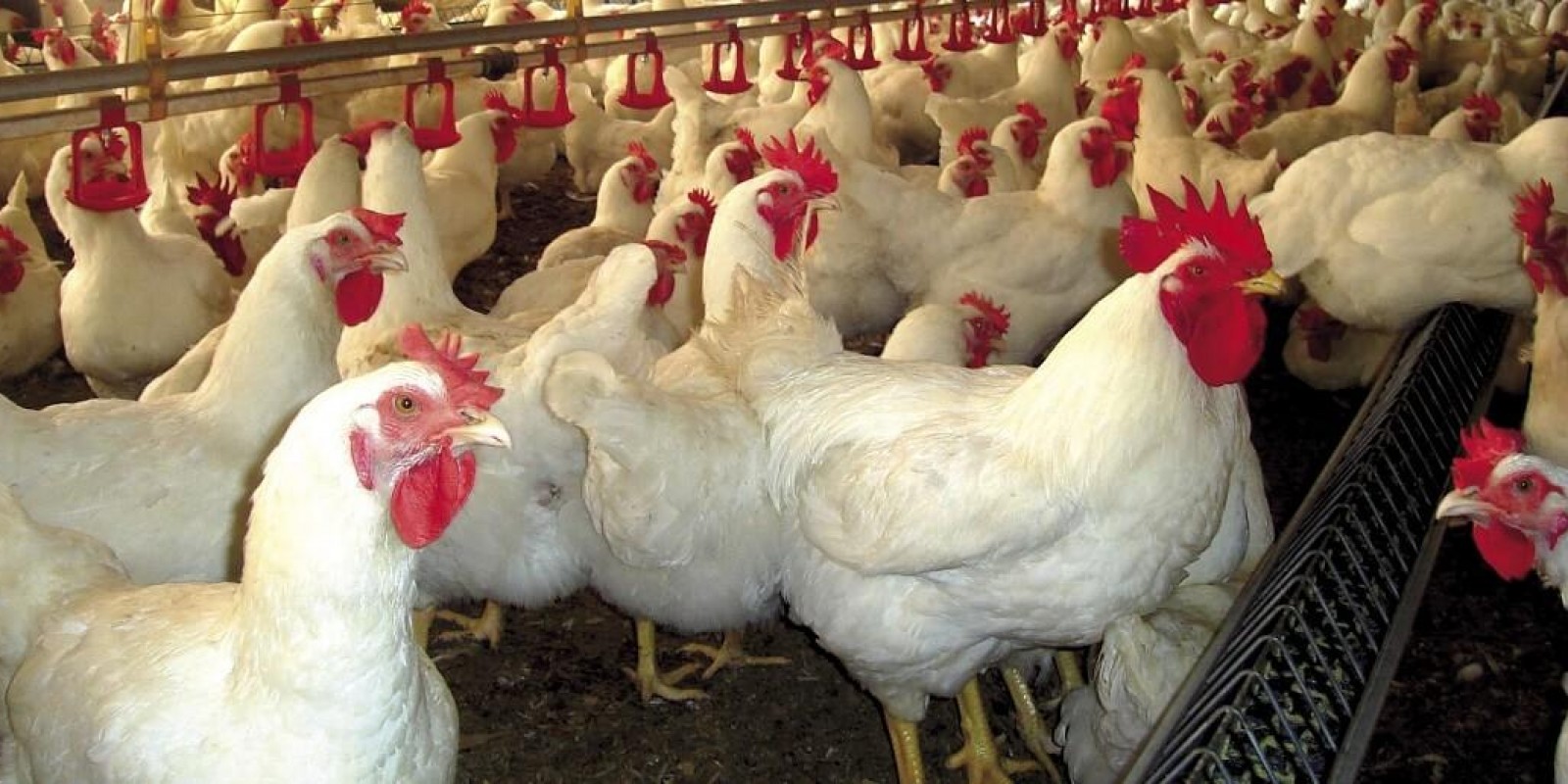 Pesquisa alerta para ameaça de infecção por bactéria nos frangos