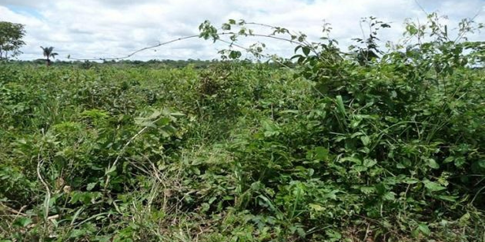 ROÇADAS SÃO PRINCIPAL FERRAMENTA DE CONTROLE DE PLANTAS DANINHAS EM 22% DAS ÁREAS DE PASTAGENS ROÇADAS SÃO PRINCIPAL FERRAMENTA DE CONTROLE DE PLANTAS DANINHAS EM 22% DAS ÁREAS DE PASTAGENS