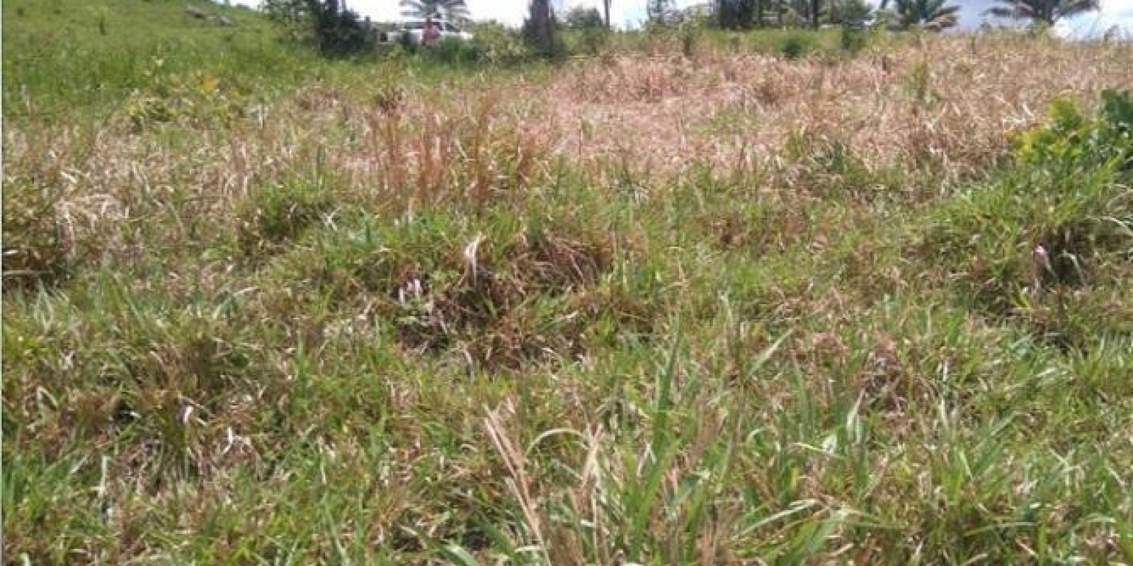 CAPIM MAL MANEJADO PODE FAVORECER INFESTAÇÃO DE CIGARRINHA-DAS-PASTAGENS; VEJA DICAS DE CONTROLE DA PRAGA CAPIM MAL MANEJADO PODE FAVORECER INFESTAÇÃO DE CIGARRINHA-DAS-PASTAGENS; VEJA DICAS DE CONTROLE DA PRAGA