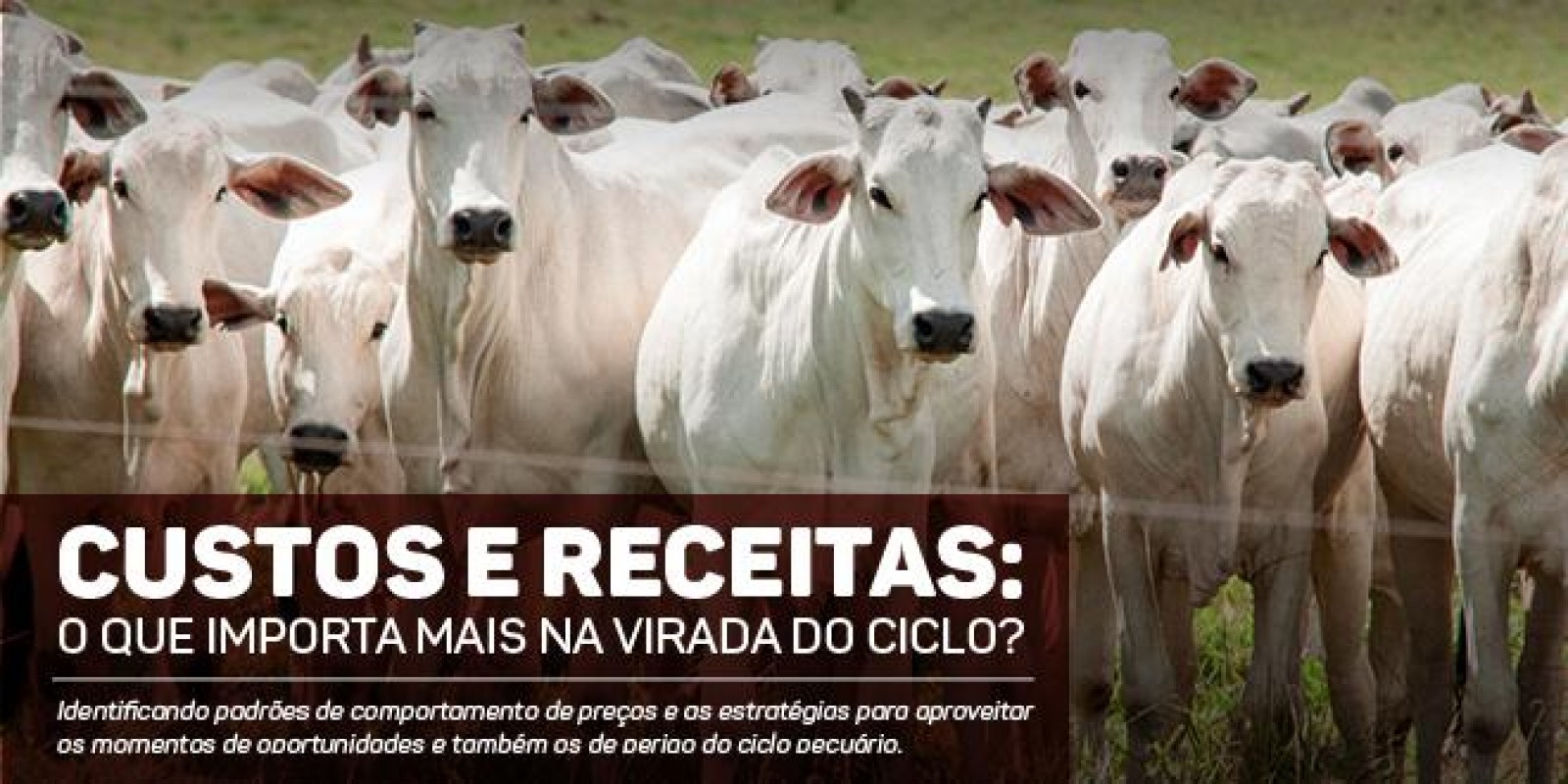 Carta Boi - Custos e receitas: o que importa mais na virada do ciclo? Carta Boi - Custos e receitas: o que importa mais na virada do ciclo?