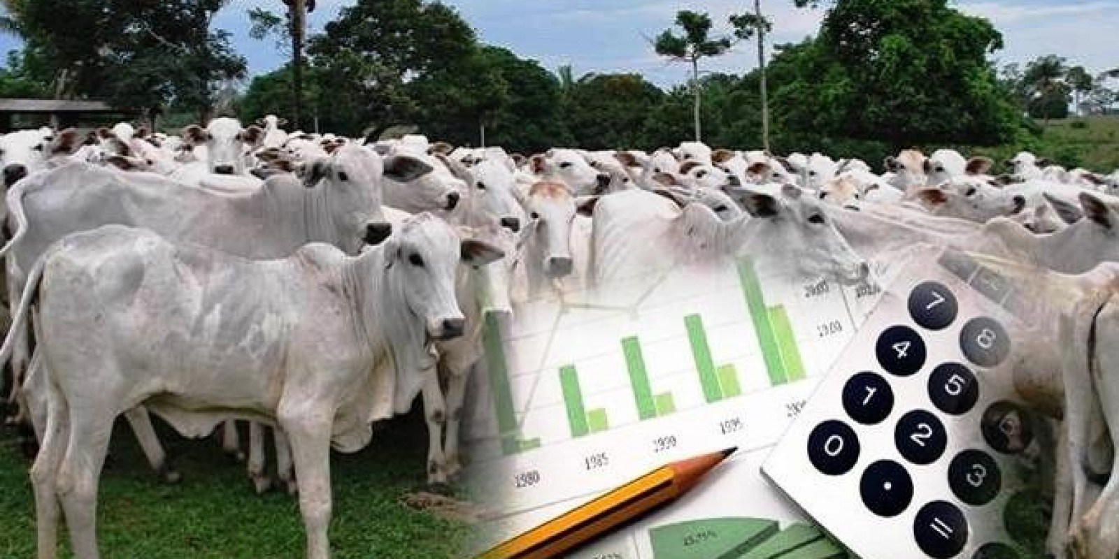 Mais de 80% das fazendas de pecuária do Brasil não conseguem apurar o próprio lucro
