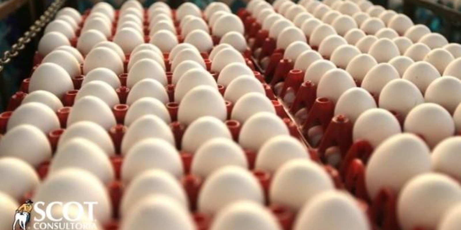 Mercado de ovos com preços menores em 2018