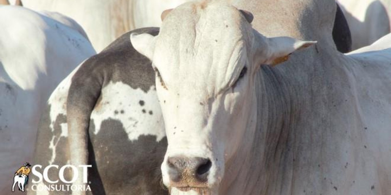 Pressão de baixa no mercado do boi gordo surtindo pouco efeito em São Paulo Pressão de baixa no mercado do boi gordo surtindo pouco efeito em São Paulo