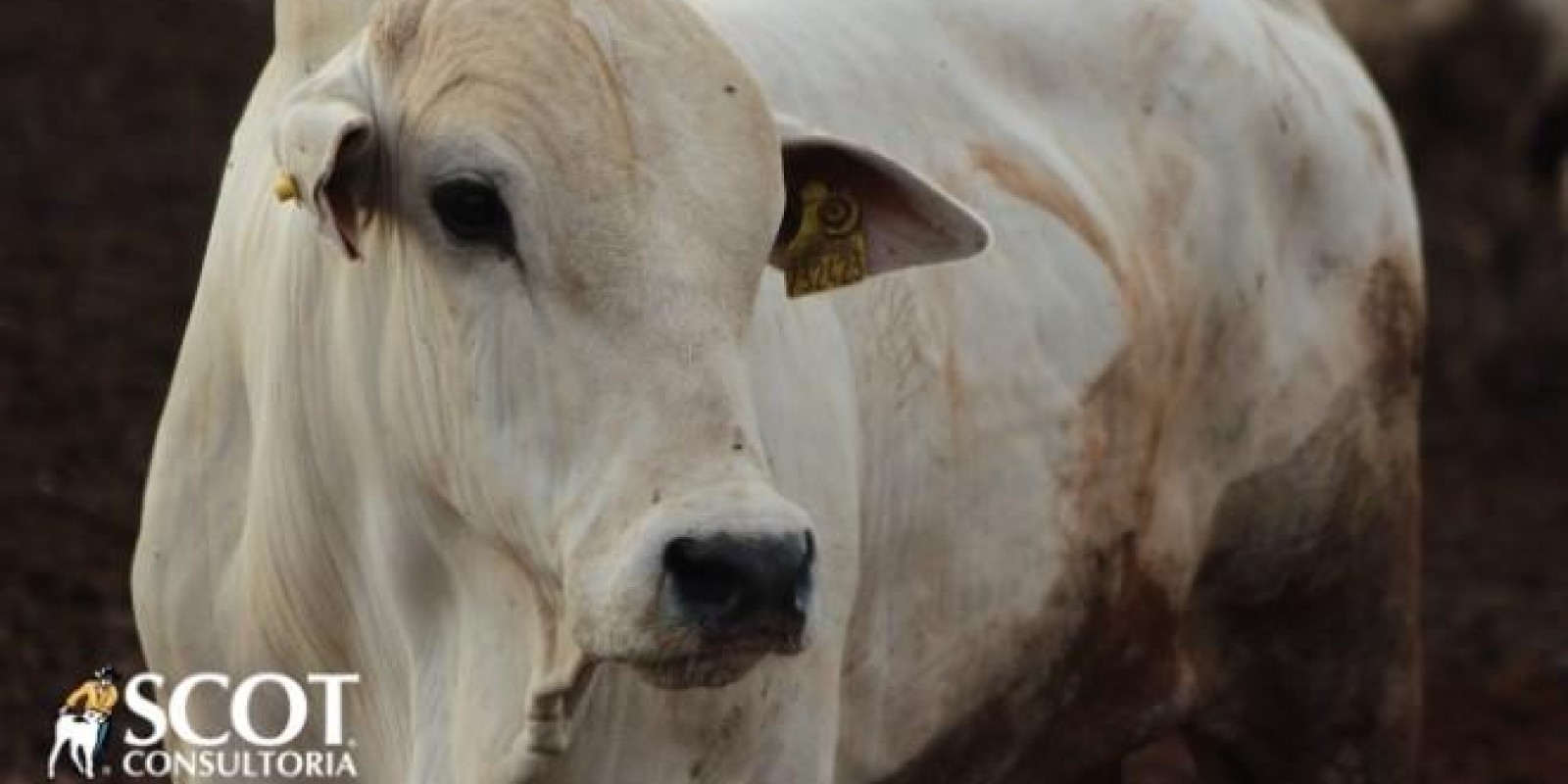 Recuo na demanda reflete em desvalorização na arroba do boi gordo Recuo na demanda reflete em desvalorização na arroba do boi gordo