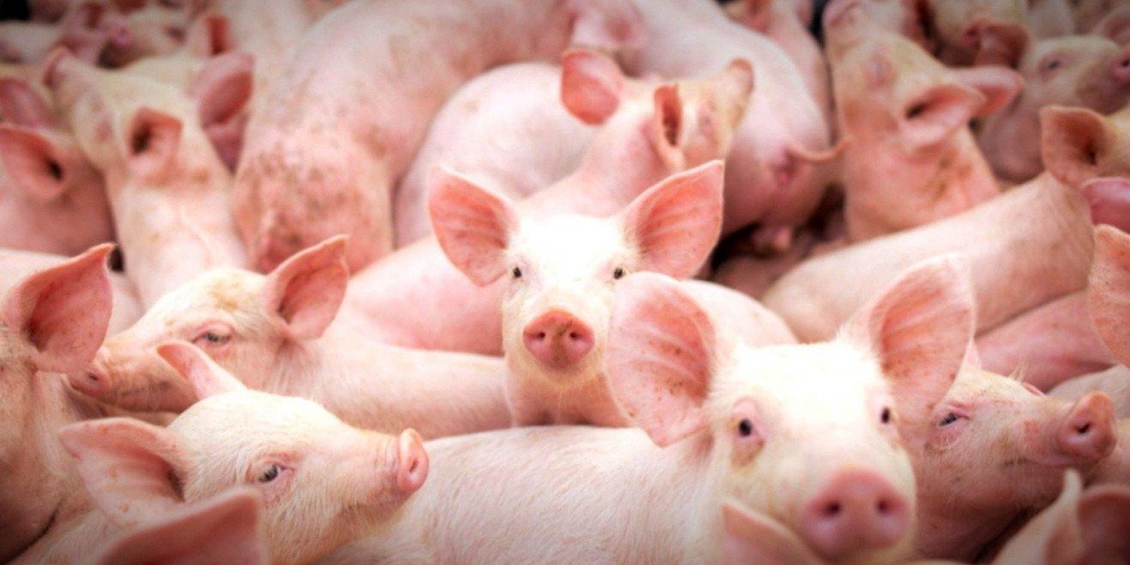 SUÍNO/CEPEA: Menor oferta para abate mantém preços estáveis na maior parte das regiões SUÍNO/CEPEA: Menor oferta para abate mantém preços estáveis na maior parte das regiões