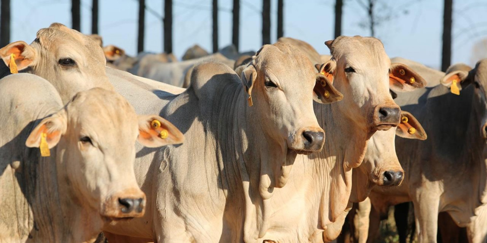 Abate de bovinos cresce 0,3% no 1º trimestre, diz IBGE