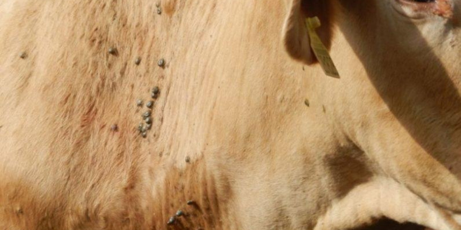 Criar gado Nelore junto com o cruzado diminui infestação de carrapato? Criar gado Nelore junto com o cruzado diminui infestação de carrapato?