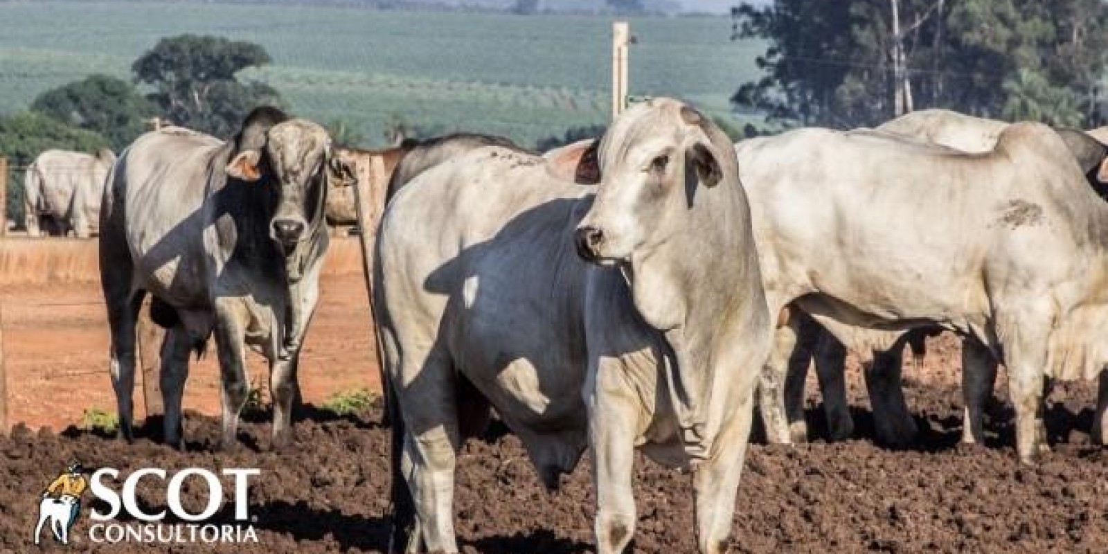 Baixa liquidez mantém mercado do boi com preços andando de lado Baixa liquidez mantém mercado do boi com preços andando de lado