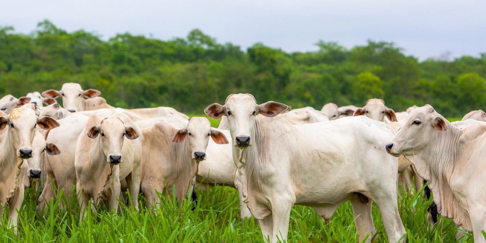 Rebanho bovino brasileiro encolheu 0,7% em 2018