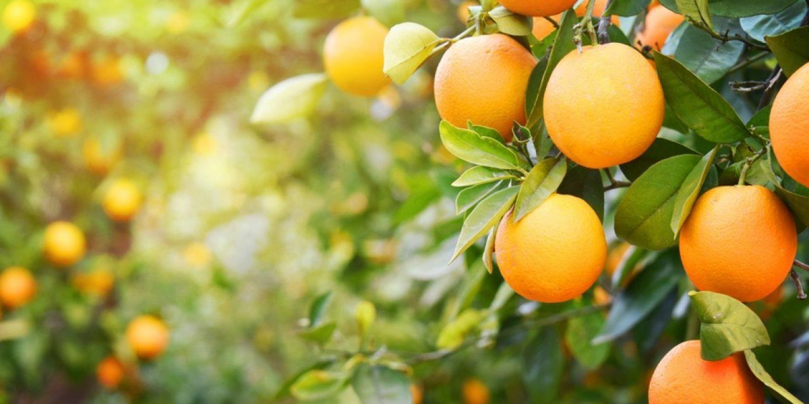 Exportações de suco de laranja registraram alta de 33% no primeiro trimestre da safra 2019/2020 Exportações de suco de laranja registraram alta de 33% no primeiro trimestre da safra 2019/2020