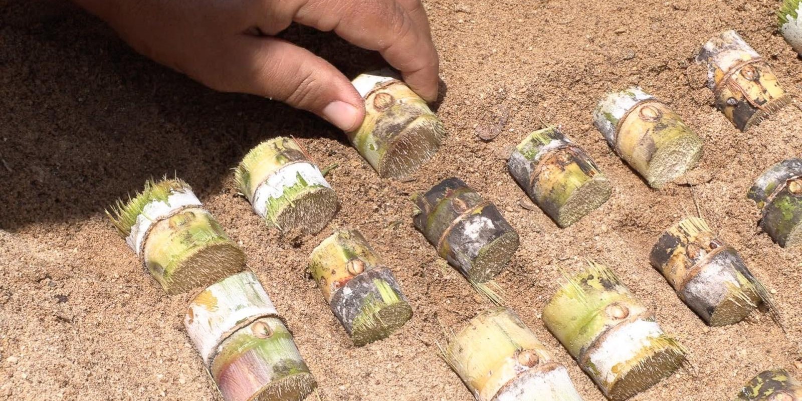 Produtores da região Central de Minas Gerais são incentivados a renovar canaviais a partir de variedades melhoradas e mudas pré-germinadas Produtores da região Central de Minas Gerais são incentivados a renovar canaviais a partir de variedades melhoradas e mudas pré-germinadas