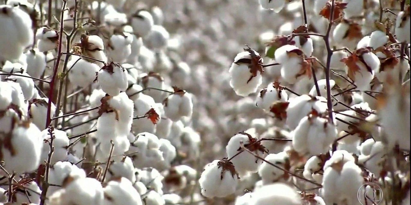 Tecnologia contra as doenças do algodão