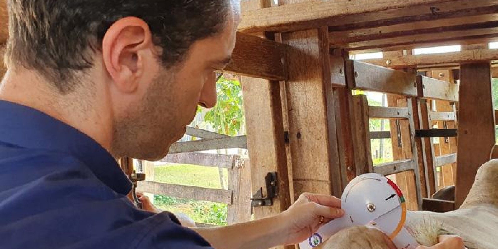 Como saber se o boi está pronto para abate? Régua da Embrapa ajuda pecuarista Como saber se o boi está pronto para abate? Régua da Embrapa ajuda pecuarista