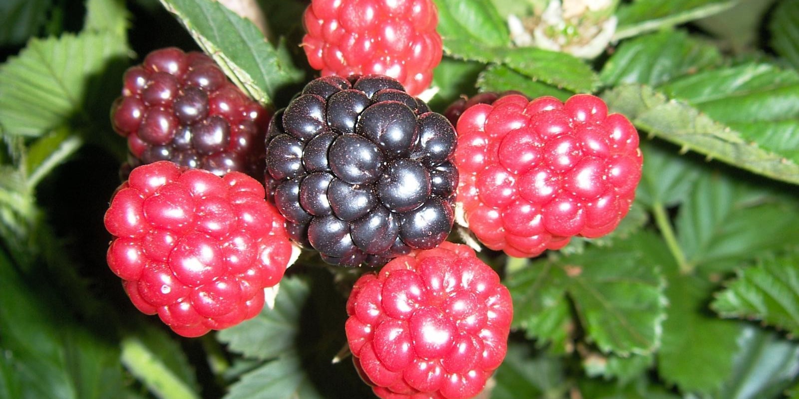 Conheça os benefícios das berries, frutas em alta no Sul de Minas