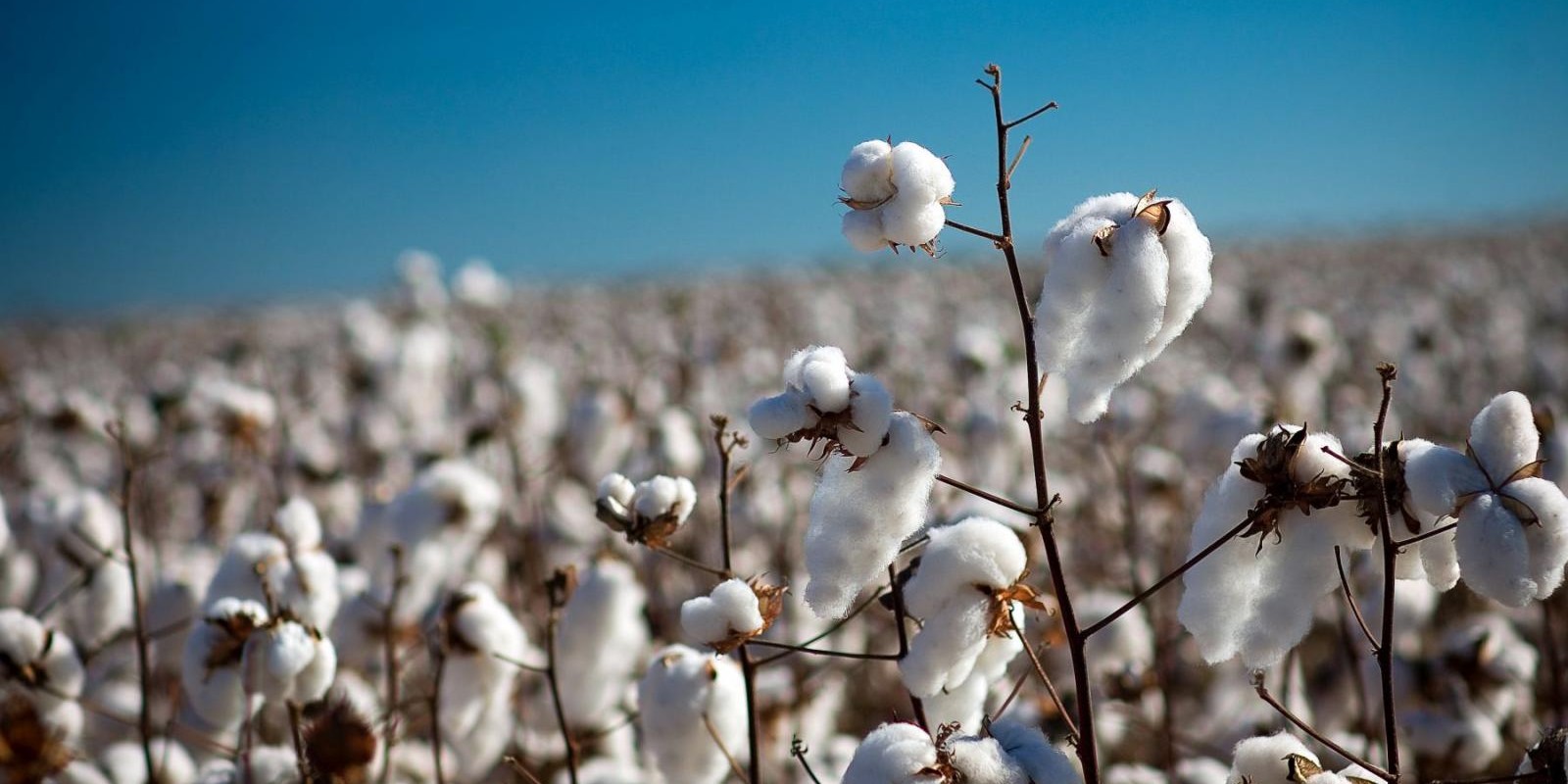 Produção de algodão no Norte de Minas crescerá cinco vezes em 2020