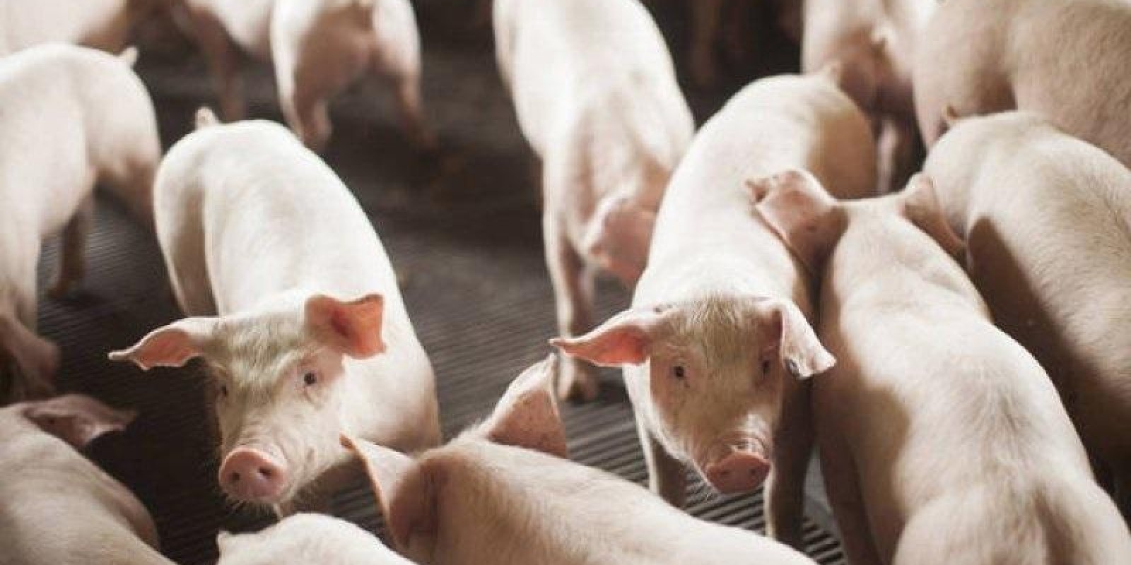 IMA treina online veterinários para habilitação de GTA de suídeos IMA treina online veterinários para habilitação de GTA de suídeos