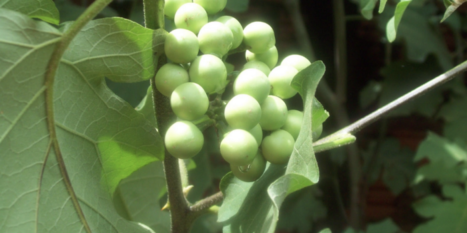 Aprenda a cultivar e preparar jurubeba, PANC com propriedades medicinais Aprenda a cultivar e preparar jurubeba, PANC com propriedades medicinais