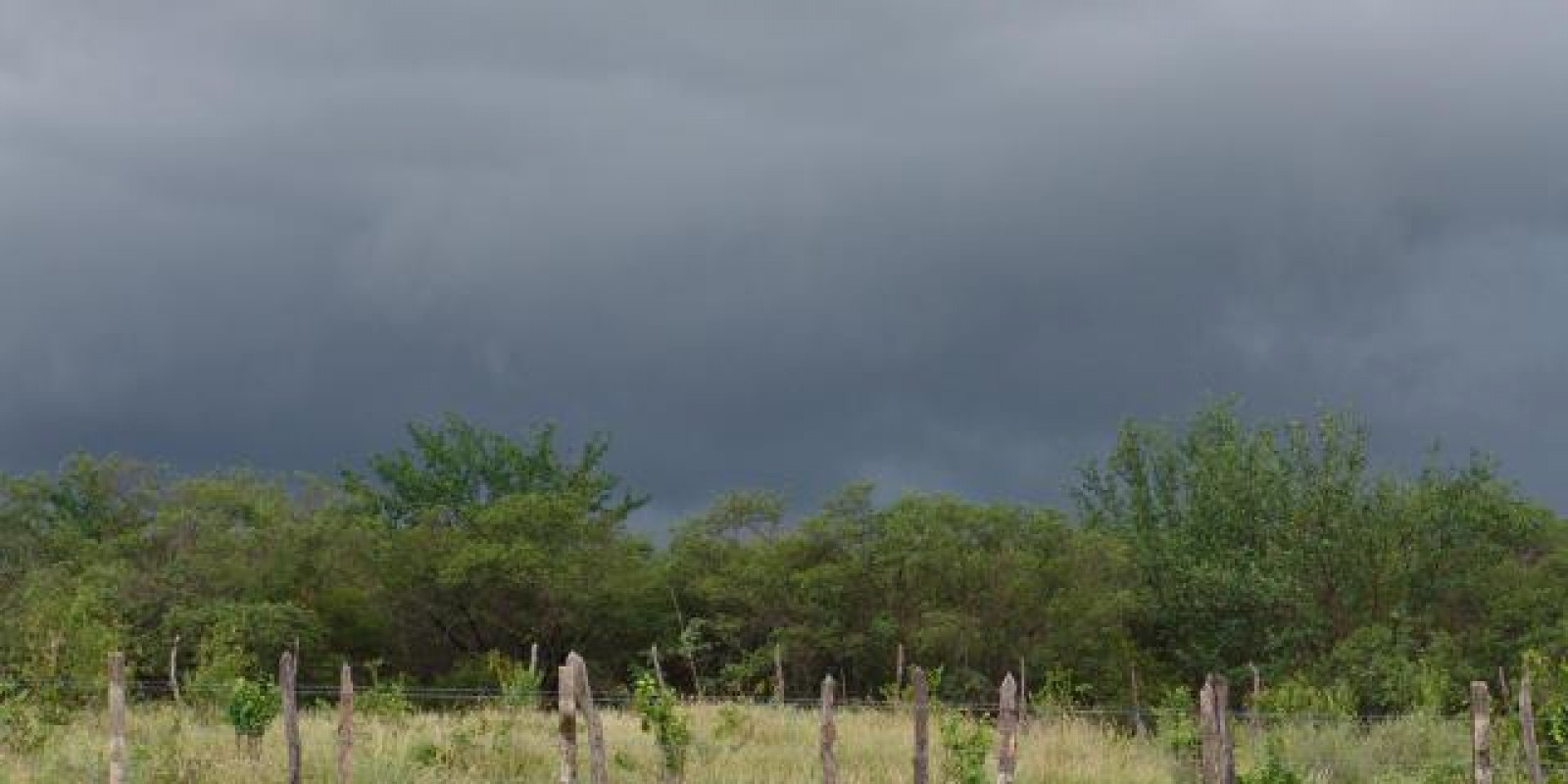 A chuva chegou na minha fazenda. Posso começar a aplicar herbicida no pasto? A chuva chegou na minha fazenda. Posso começar a aplicar herbicida no pasto?